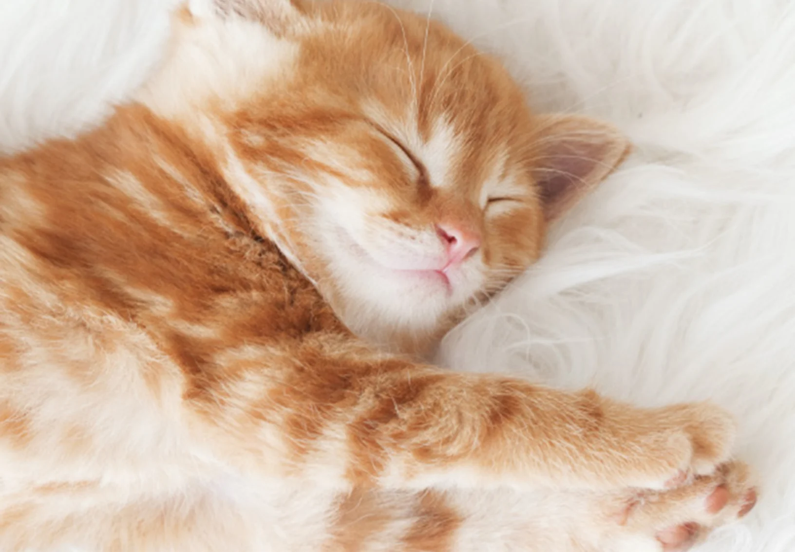 An orange kitten stretching